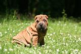 SHAR-PEI 970